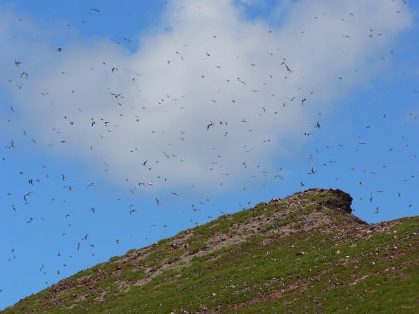 10- Les  milliers de sternes sur l'ilot Hemeni 